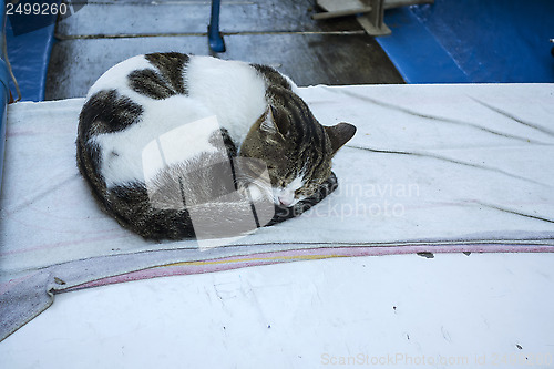 Image of Sleeping Cat