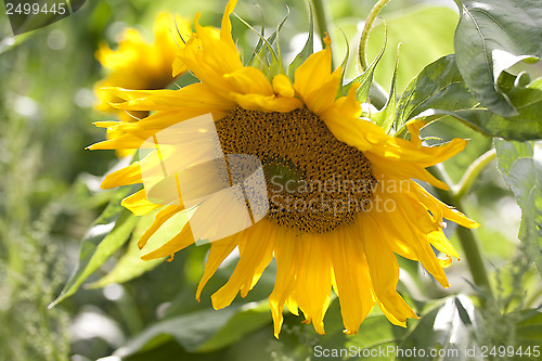 Image of sun flower