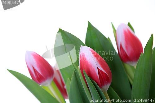 Image of Flowers, Tulip