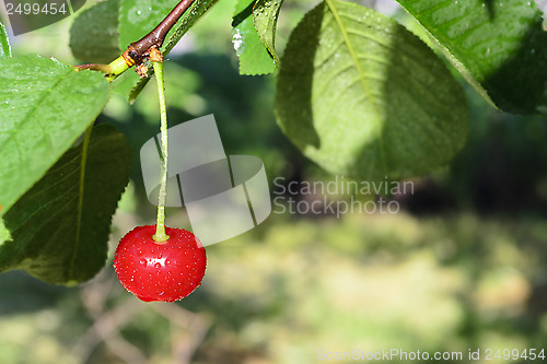 Image of Cherry