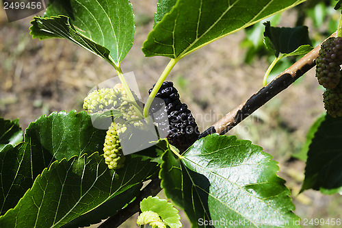 Image of Mulberry