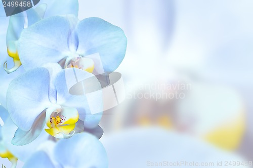 Image of Romantic blue orchids flowers