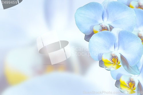 Image of Delicate orchids with blue flowers