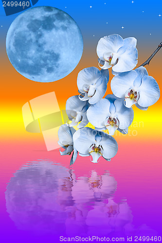 Image of Branch of the blue orchid flower and big blue moon