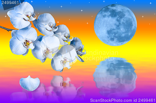 Image of Big blue moon and branch of the orchids flowers