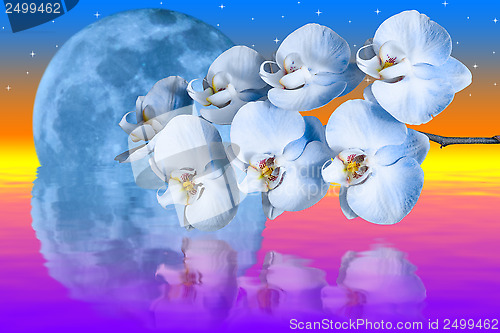 Image of Giant blue moon and romantic orchids flower