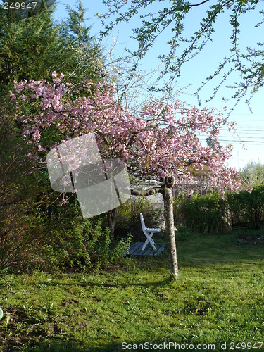 Image of Japanese cherrytree