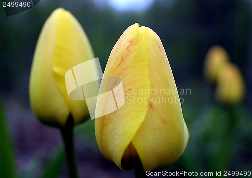 Image of tulip