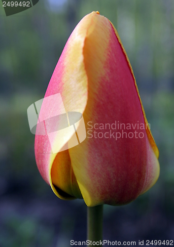 Image of tulip