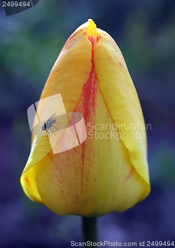 Image of tulip