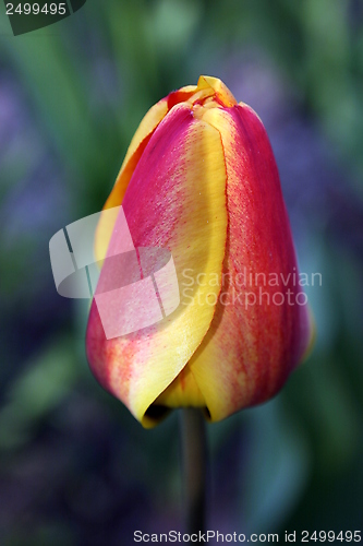 Image of tulip