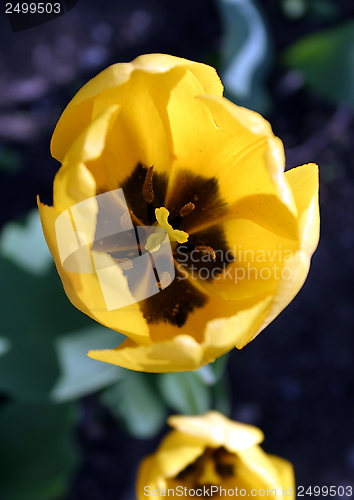 Image of tulip