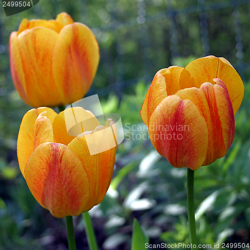 Image of tulip