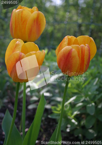 Image of tulip