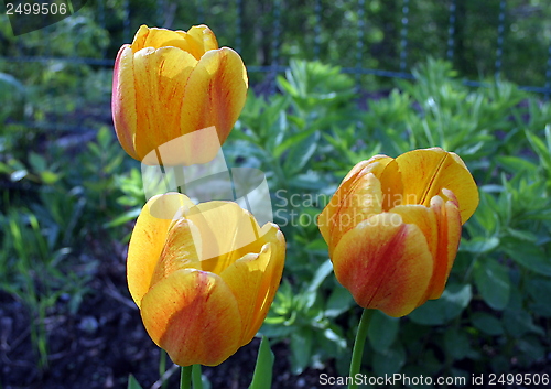 Image of tulip