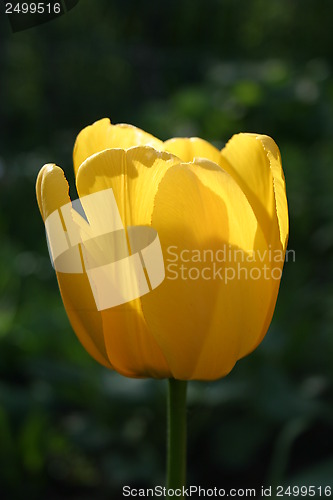 Image of tulip