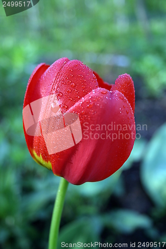 Image of tulip