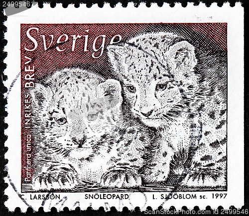 Image of Snow Leopard Cubs