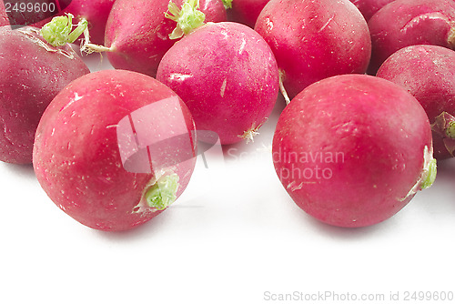 Image of Radish closeup