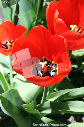 Image of Red tulips