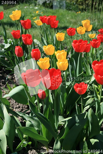 Image of Red tulips