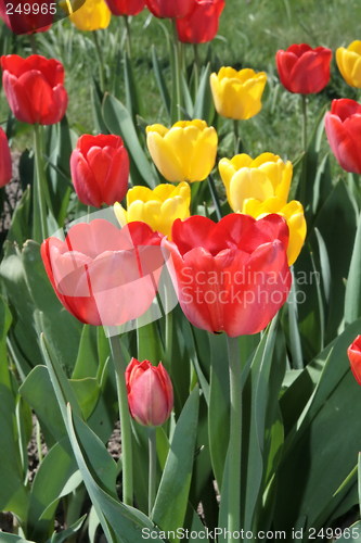 Image of Red tulips