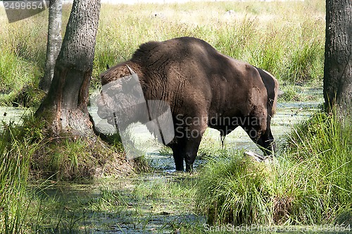 Image of Aurochs 