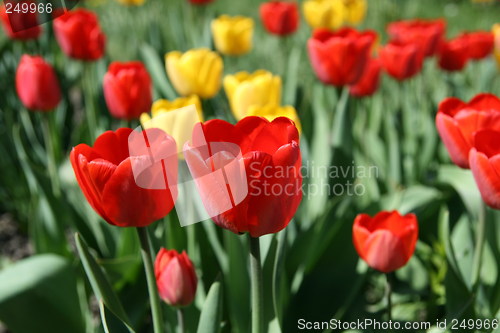 Image of Blossom tulips