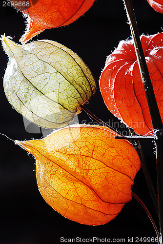 Image of orange, green and yellow flowers of Physalis against black backg