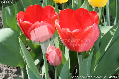 Image of Red tulips