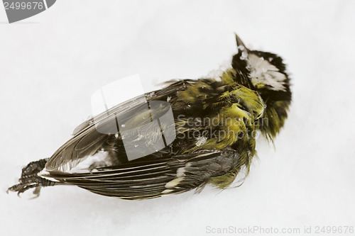 Image of frozen dead bird on the snow