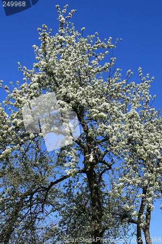 Image of Blossomed pear-tree