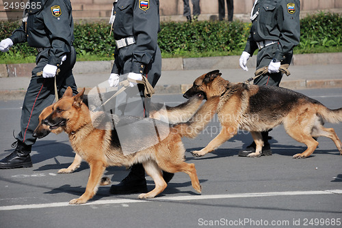 Image of police with dogs walking on the street