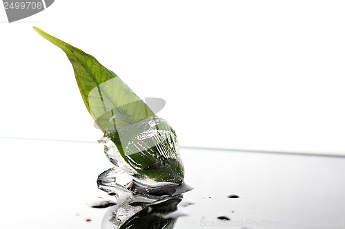 Image of plant in ice cube