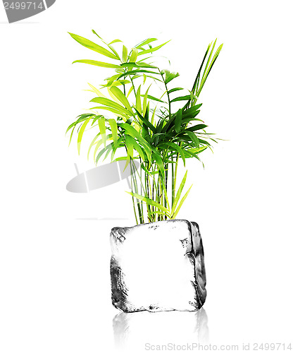 Image of plant with ice cube