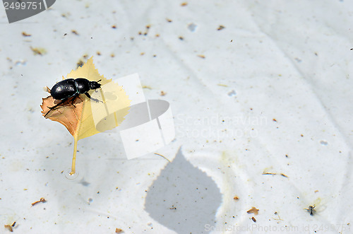 Image of beetle on a leaf in the pool