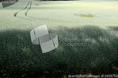 Image of summer landscape, road in the field