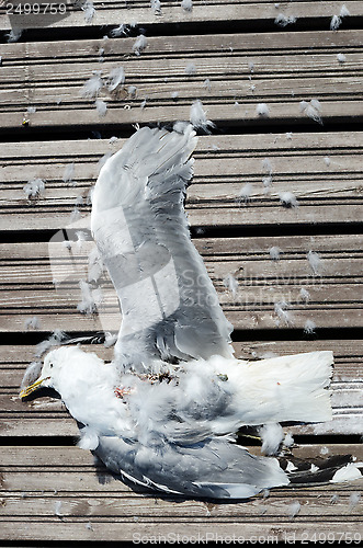 Image of dead seagull with wings spread 