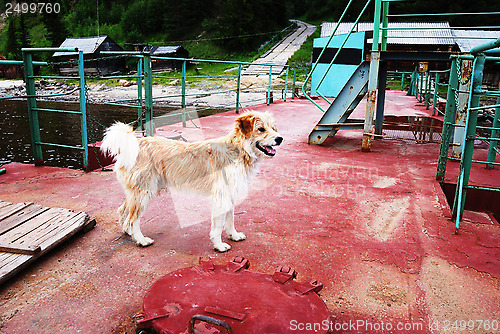 Image of brown mongrel on the landing place in Russia