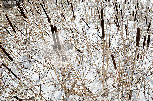Image of reed on snow-covered lake, winter landscape