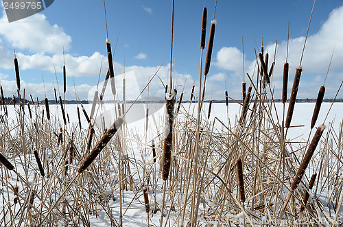 Image of reed on snow-covered lake, clouds in the blue sky