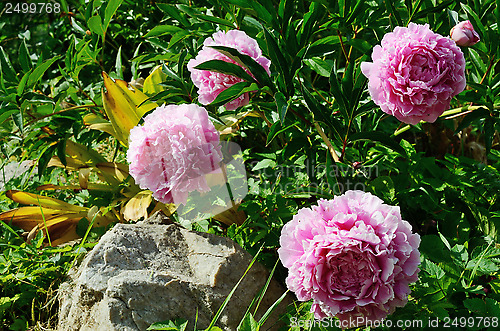Image of four blooming peony in the garden