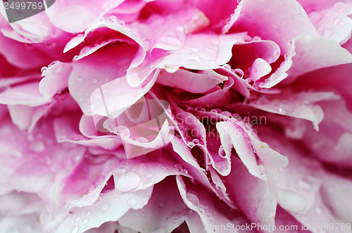 Image of close up of blooming peony