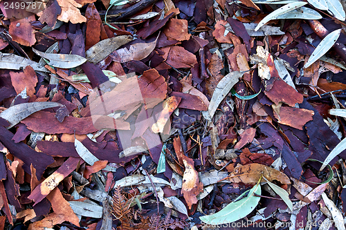 Image of Leaves