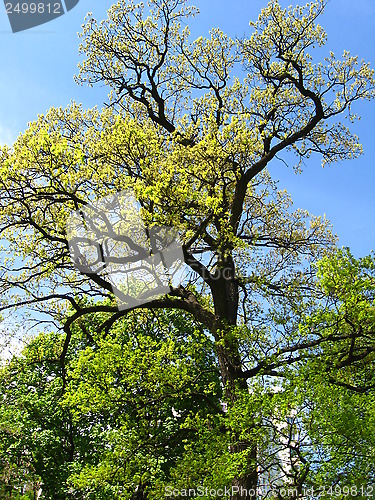 Image of Huge old oak in the park