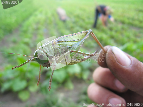 Image of locust caught in the hand