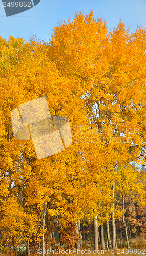 Image of Aspen trees