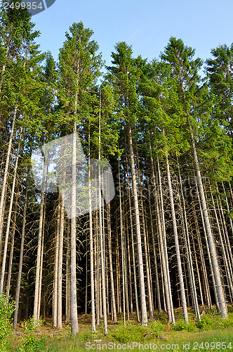 Image of Spruce forest 