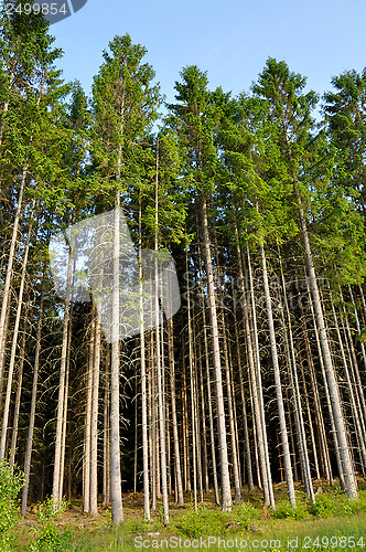 Image of Spruce forest 