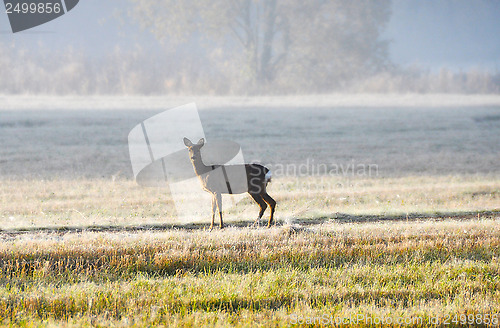 Image of Roe deer in field